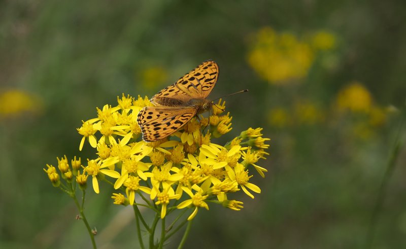 GRAND NACRÉ sur fleur de séneçon à feuilles d'adonis. Forêt d'Orléans. JOËL LIEGARD